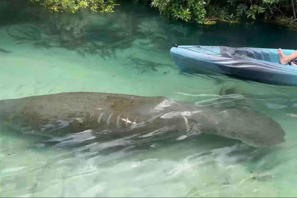 Manatee Oasis Weeki Wachee Family Fun Pool Home Spring Hill Esterno foto